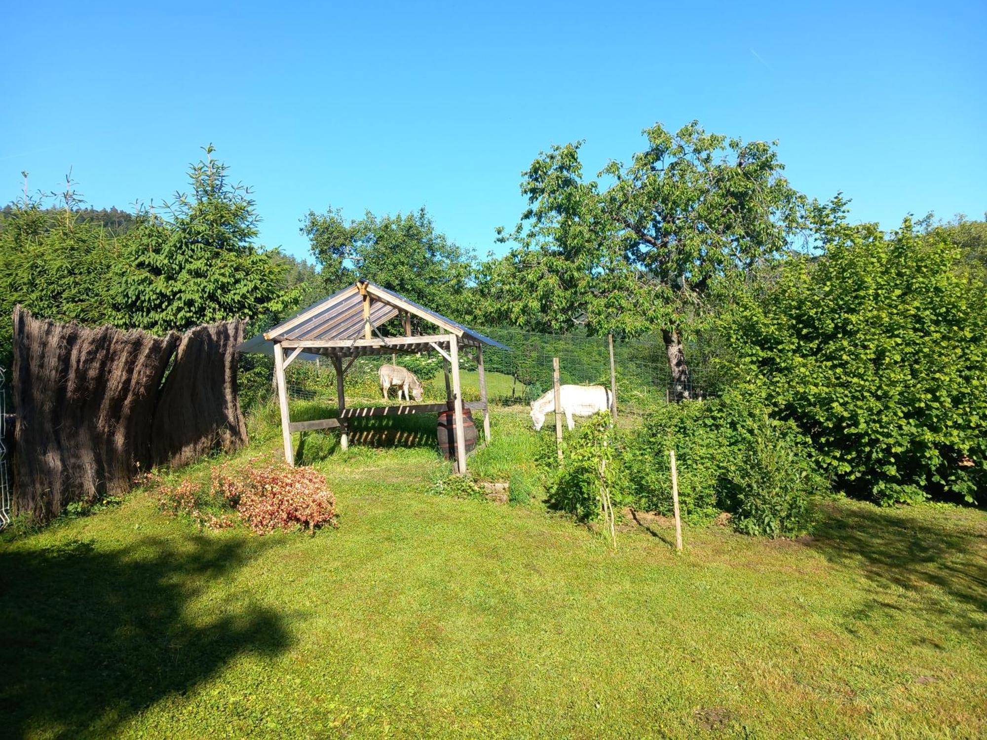 Apartamento Cocon de St Pierre Sainte-Marie-aux-Mines Exterior foto